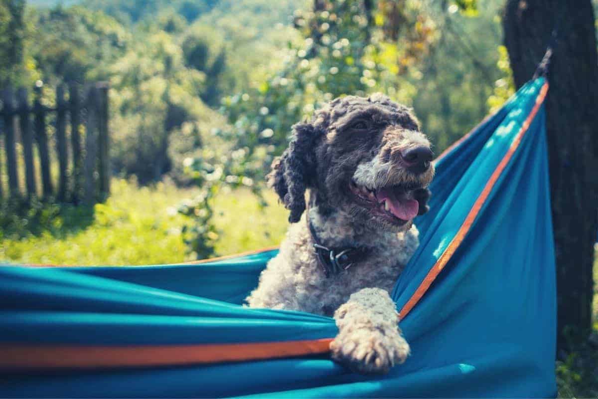 The Ultimate Guide to Dog Camping Hammocks: A Comfortable Adventure with Your Canine Companion